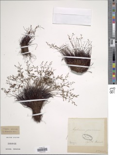 Asplenium alternifolium image
