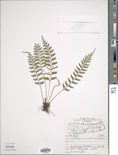 Asplenium yoshinagae subsp. indicum image