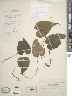 Asplenium cardiophyllum image
