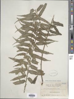 Asplenium persicifolium image