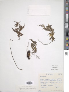 Asplenium actiniopteroides image