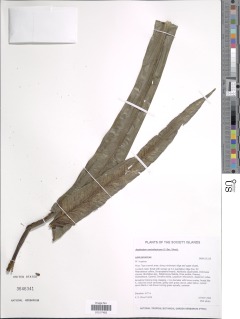 Asplenium australasicum image