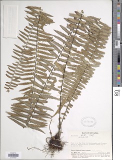 Asplenium pellucidum subsp. pellucidum image