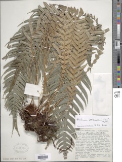 Lomaridium attenuatum image