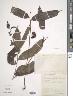 Image of Lomariopsis sorbifolia