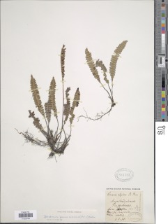 Austroblechnum penna-marina image