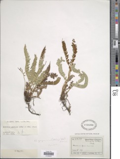 Austroblechnum microphyllum image