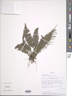 Austroblechnum lehmannii image