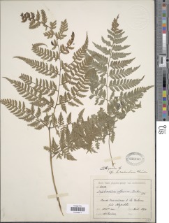 Athyrium palmense image