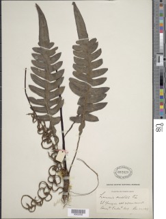 Austroblechnum divergens image