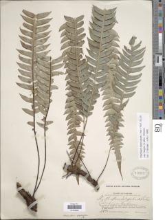 Image of Lomaridium fragile