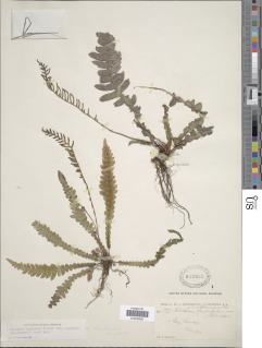 Austroblechnum squamipes image