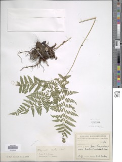 Diplazium sibiricum subsp. sibiricum image