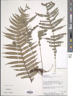 Lomaridium ensiforme image