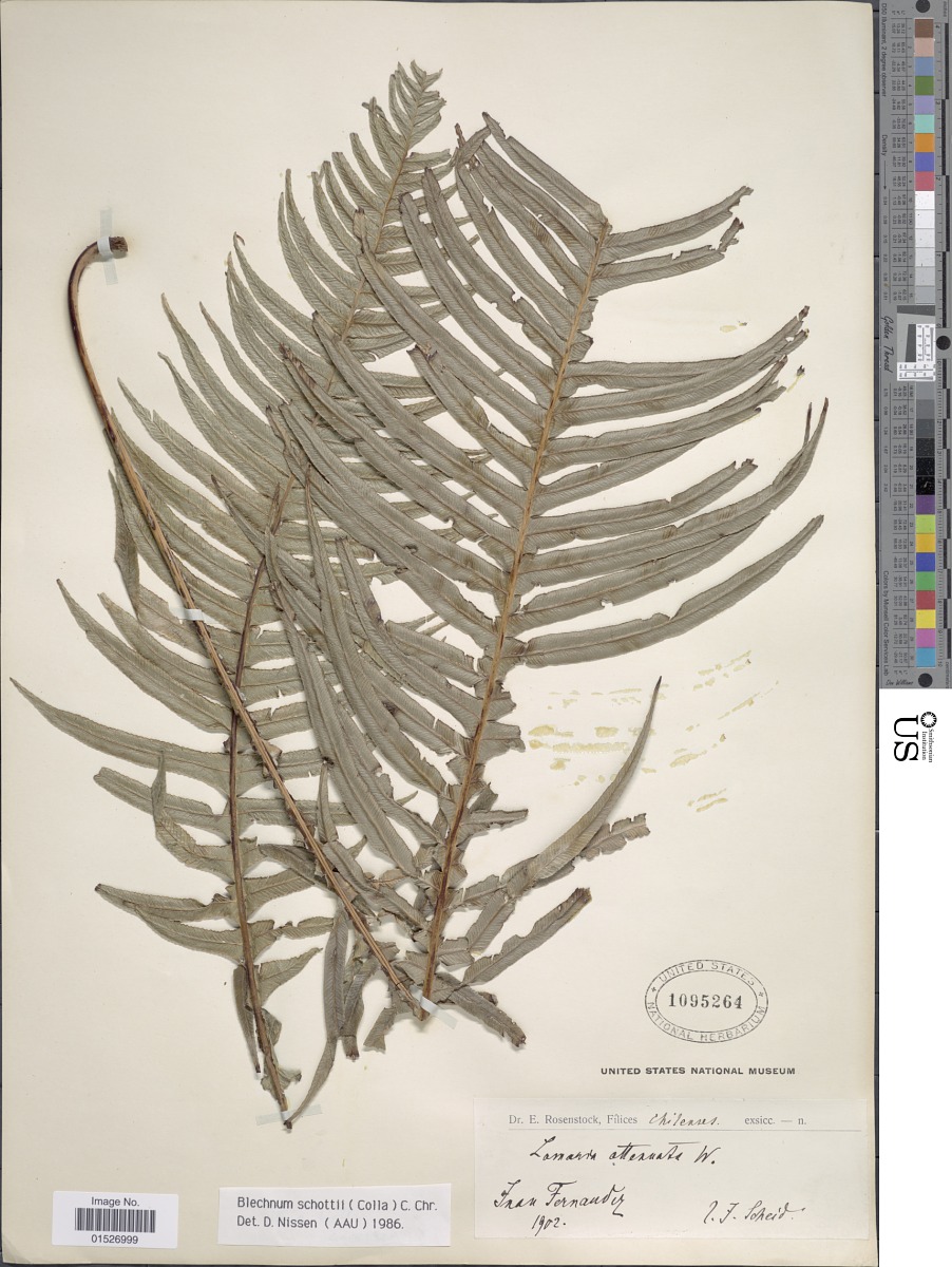 Lomaridium schottii image