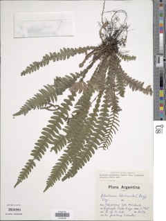 Austroblechnum squamipes image