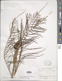 Lomaridium ensiforme image