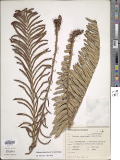 Lomariocycas obtusifolia image