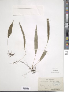 Blechnum lanceola image