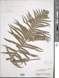 Oceaniopteris cartilaginea image