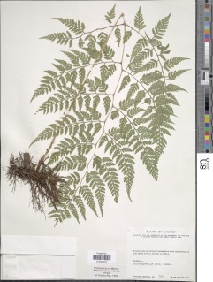Athyrium palmense image