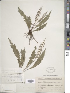 Austroblechnum fernandezianum image