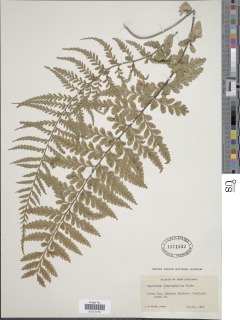 Asplenium lamprophyllum image