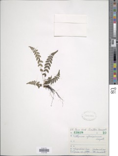 Athyrium oppositipennum var. pubescens image