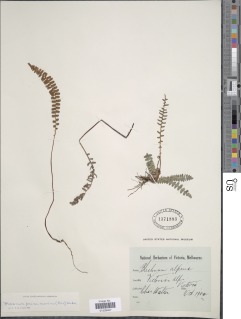 Austroblechnum penna-marina subsp. alpina image