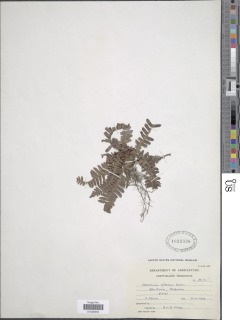 Lomaria inflexa image