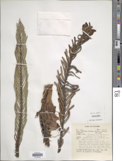 Parablechnum loxense var. stenophyllum image