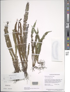 Blechnum asplenioides image