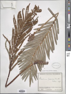 Parablechnum loxense var. stenophyllum image