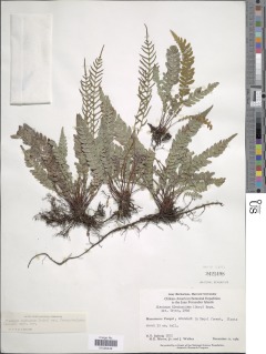 Austroblechnum fernandezianum image