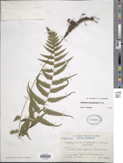 Diplazium lonchophyllum image