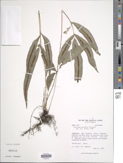 Blechnum meridense image