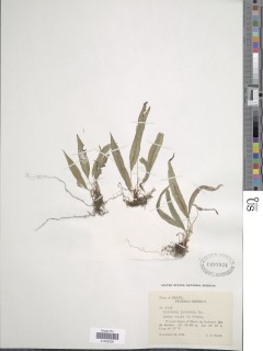 Blechnum lanceola image