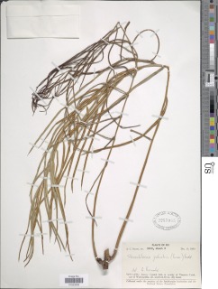 Stenochlaena palustris image