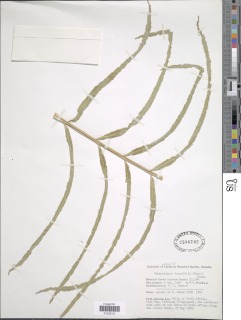 Lomariopsis tenuifolia image