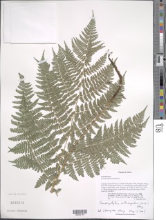 Athyrium spinulosum image