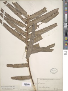 Lomaridium pteropus image