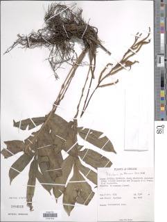 Austroblechnum patersonii subsp. patersonii image