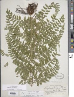 Athyrium foliolosum image
