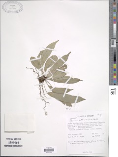 Austroblechnum patersonii image