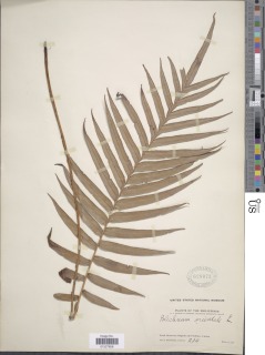 Blechnopsis orientalis image