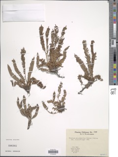 Austroblechnum microphyllum image