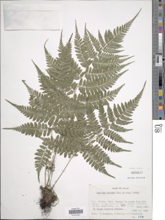 Athyrium vidalii image