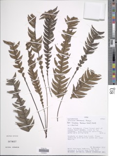 Austroblechnum lehmannii image