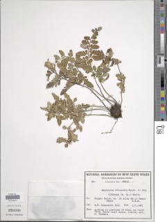 Asplenium obtusatum image