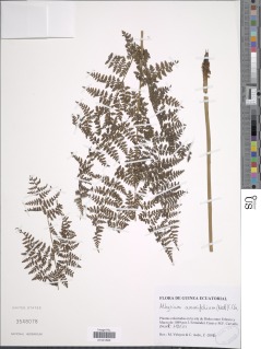 Athyrium ammifolium image